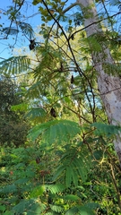 Paraserianthes