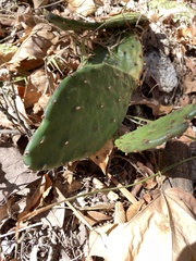 Opuntia humifusa