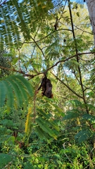 Paraserianthes