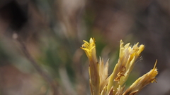 Ericameria nauseosa bernardina