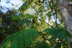 Paraserianthes