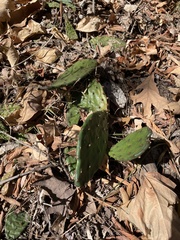 Opuntia humifusa