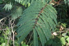 Paraserianthes