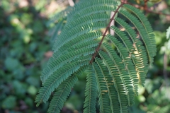 Paraserianthes