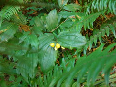 Prosartes smithii