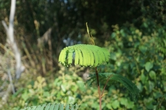 Paraserianthes