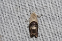 Hypertropha chlaenota