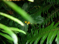 Prosartes smithii