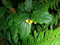 Prosartes smithii