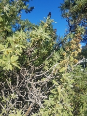 Chamaebatiaria millefolium