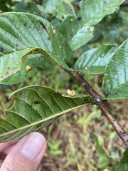 Psidium