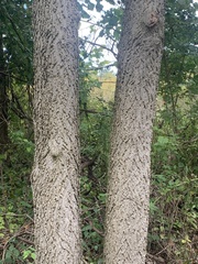 Phellodendron amurense