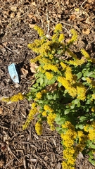 Solidago sphacelata