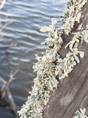 Ramalina complanata