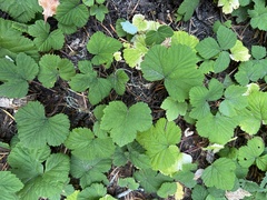 Rubus lasiococcus