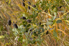 Baptisia alba