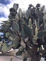 Opuntia galapageia