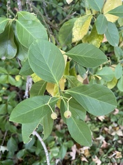 Euonymus fortunei