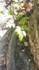 Xanthorhiza simplicissima