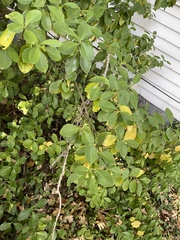 Euonymus fortunei