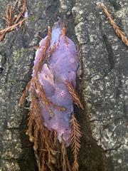 Punctularia atropurpurascens