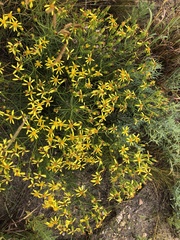 Senecio flaccidus