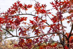 Quercus ellipsoidalis