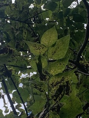 Phellodendron amurense