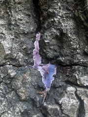 Punctularia atropurpurascens