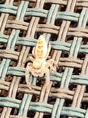 Hentzia mitrata