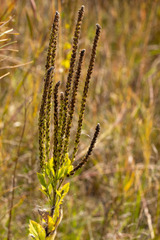 Verbena stricta