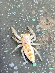 Hentzia mitrata