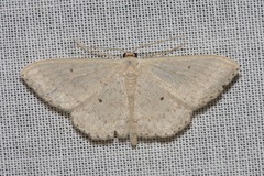 Scopula optivata
