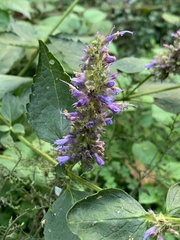 Agastache scrophulariifolia