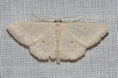 Scopula optivata