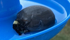 Bombus pensylvanicus