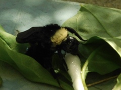 Bombus pensylvanicus