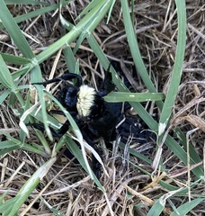 Bombus pensylvanicus