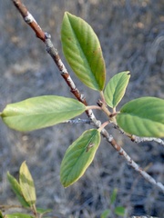 Frangula californica californica