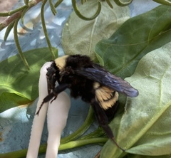 Bombus pensylvanicus