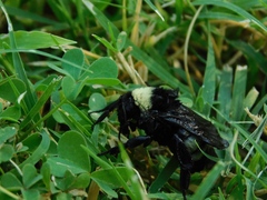 Bombus pensylvanicus