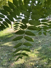 Ailanthus altissima