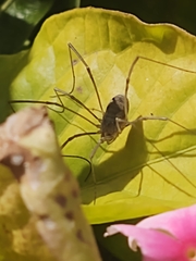 Phalangioidea