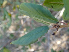Frangula californica californica