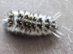 Lophocampa roseata