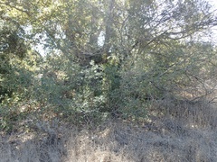 Frangula californica californica