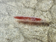 Rhabditophora