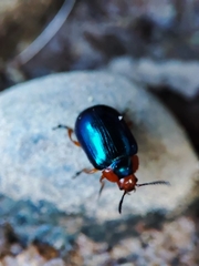 Phaedon semimarginatus