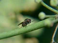 Calliopum