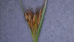 Rhynchospora microcephala